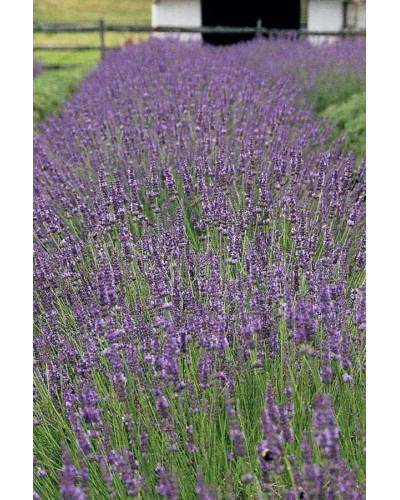 Лаванда вузьколиста Дварф Блю | Lavandula angustifolia Dwarf Blue | Лаванда узколистная Дварф Блю
