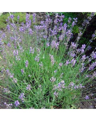 Лаванда вузьколиста Дварф Блю | Lavandula angustifolia Dwarf Blue | Лаванда узколистная Дварф Блю