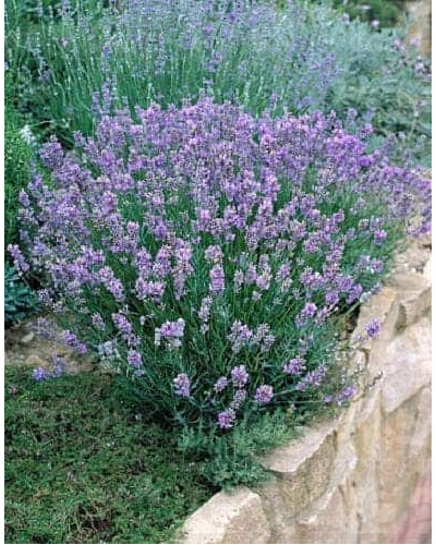 Лаванда вузьколиста Дварф Блю | Lavandula angustifolia Dwarf Blue | Лаванда узколистная Дварф Блю