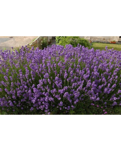 Лаванда вузьколиста Дварф Блю | Lavandula angustifolia Dwarf Blue | Лаванда узколистная Дварф Блю