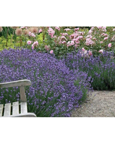Лаванда вузьколиста Дварф Блю | Lavandula angustifolia Dwarf Blue | Лаванда узколистная Дварф Блю