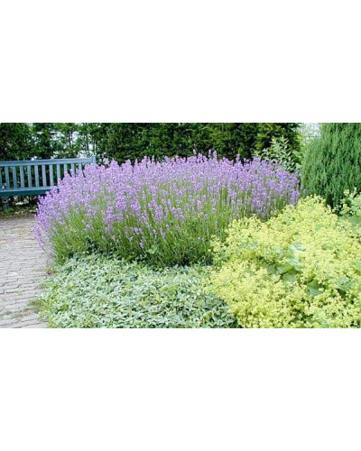 Лаванда вузьколиста Дварф Блю | Lavandula angustifolia Dwarf Blue | Лаванда узколистная Дварф Блю