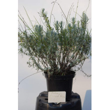 Лаванда вузьколиста Дварф Блю | Lavandula angustifolia Dwarf Blue | Лаванда узколистная Дварф Блю