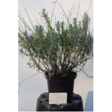 Лаванда вузьколиста Дварф Блю | Lavandula angustifolia Dwarf Blue | Лаванда узколистная Дварф Блю