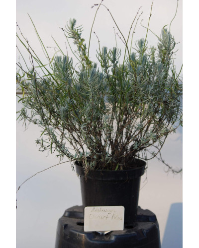 Лаванда вузьколиста Дварф Блю | Lavandula angustifolia Dwarf Blue | Лаванда узколистная Дварф Блю