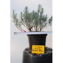 Лаванда вузьколиста Дварф Блю | Lavandula angustifolia Dwarf Blue | Лаванда узколистная Дварф Блю