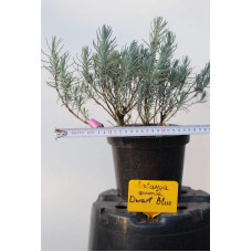 Лаванда вузьколиста Дварф Блю | Lavandula angustifolia Dwarf Blue | Лаванда узколистная Дварф Блю