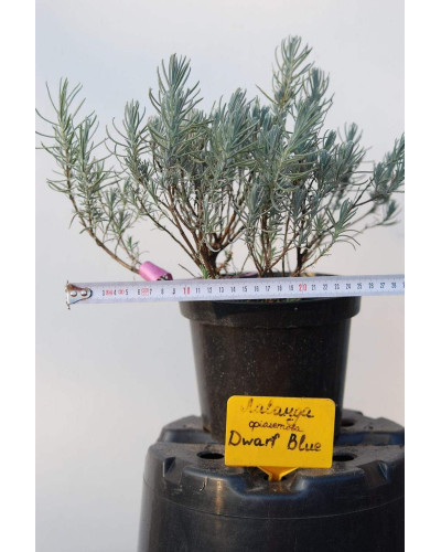 Лаванда вузьколиста Дварф Блю | Lavandula angustifolia Dwarf Blue | Лаванда узколистная Дварф Блю