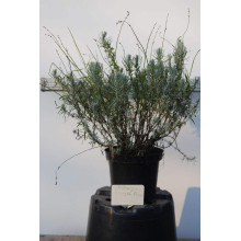 Лаванда вузьколиста Дварф Блю | Lavandula angustifolia Dwarf Blue | Лаванда узколистная Дварф Блю