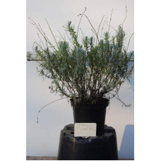 Лаванда вузьколиста Дварф Блю | Lavandula angustifolia Dwarf Blue | Лаванда узколистная Дварф Блю