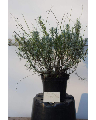 Лаванда вузьколиста Дварф Блю | Lavandula angustifolia Dwarf Blue | Лаванда узколистная Дварф Блю
