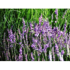 Лаванда вузьколиста Дварф Блю | Lavandula angustifolia Dwarf Blue | Лаванда узколистная Дварф Блю
