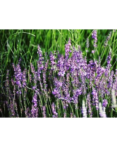 Лаванда вузьколиста Дварф Блю | Lavandula angustifolia Dwarf Blue | Лаванда узколистная Дварф Блю