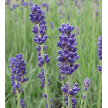 Лаванда вузьколиста Дварф Блю | Lavandula angustifolia Dwarf Blue | Лаванда узколистная Дварф Блю