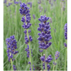 Лаванда вузьколиста Дварф Блю | Lavandula angustifolia Dwarf Blue | Лаванда узколистная Дварф Блю