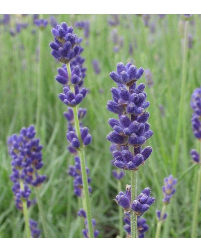 Лаванда вузьколиста Дварф Блю | Lavandula angustifolia Dwarf Blue | Лаванда узколистная Дварф Блю