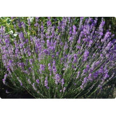 Лаванда вузьколиста Дварф Блю | Lavandula angustifolia Dwarf Blue | Лаванда узколистная Дварф Блю