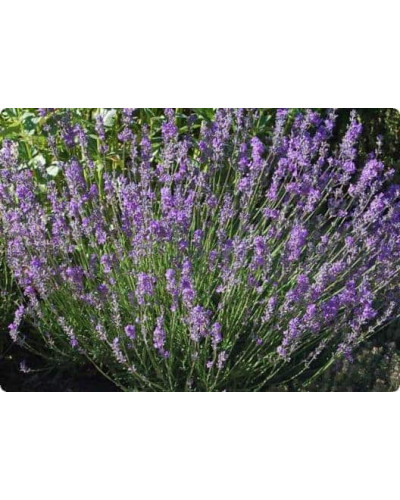 Лаванда вузьколиста Дварф Блю | Lavandula angustifolia Dwarf Blue | Лаванда узколистная Дварф Блю