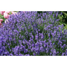 Лаванда вузьколиста Дварф Блю | Lavandula angustifolia Dwarf Blue | Лаванда узколистная Дварф Блю