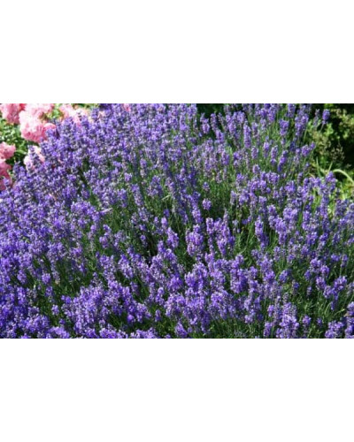 Лаванда вузьколиста Дварф Блю | Lavandula angustifolia Dwarf Blue | Лаванда узколистная Дварф Блю