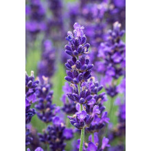 Лаванда вузьколиста Дарк Хідкот Блю | Lavandula angustifolia Dark Hidcote Blue | Лаванда узколистная Дарк Хидкот Блю
