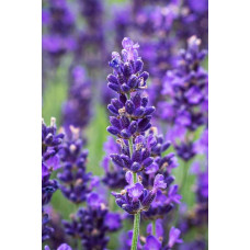 Лаванда вузьколиста Дарк Хідкот Блю | Lavandula angustifolia Dark Hidcote Blue | Лаванда узколистная Дарк Хидкот Блю