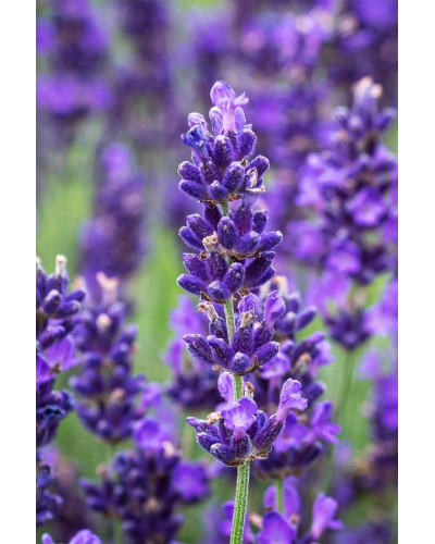 Лаванда вузьколиста Дарк Хідкот Блю | Lavandula angustifolia Dark Hidcote Blue | Лаванда узколистная Дарк Хидкот Блю