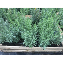 Лаванда вузьколиста Дарк Хідкот Блю | Lavandula angustifolia Dark Hidcote Blue | Лаванда узколистная Дарк Хидкот Блю