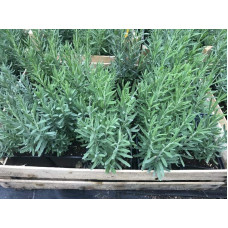 Лаванда вузьколиста Дарк Хідкот Блю | Lavandula angustifolia Dark Hidcote Blue | Лаванда узколистная Дарк Хидкот Блю