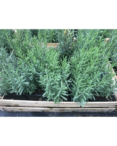 Лаванда вузьколиста Дарк Хідкот Блю | Lavandula angustifolia Dark Hidcote Blue | Лаванда узколистная Дарк Хидкот Блю