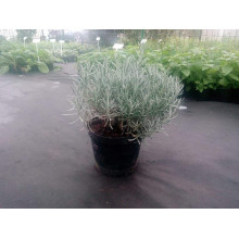 Лаванда вузьколиста Дарк Хідкот Блю | Lavandula angustifolia Dark Hidcote Blue | Лаванда узколистная Дарк Хидкот Блю