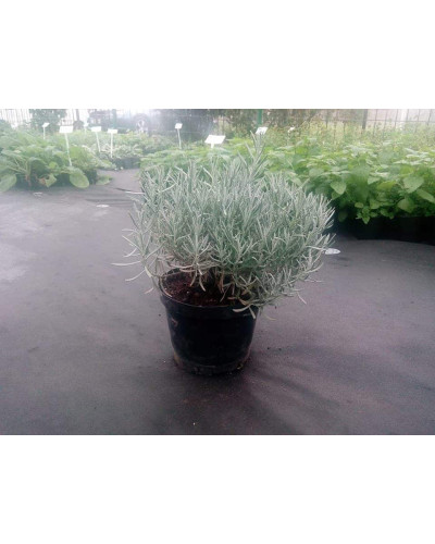 Лаванда вузьколиста Дарк Хідкот Блю | Lavandula angustifolia Dark Hidcote Blue | Лаванда узколистная Дарк Хидкот Блю
