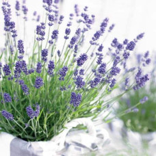 Лаванда вузьколиста Дарк Хідкот Блю | Lavandula angustifolia Dark Hidcote Blue | Лаванда узколистная Дарк Хидкот Блю