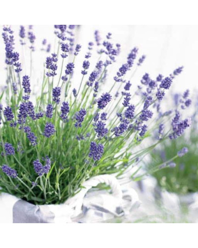 Лаванда вузьколиста Дарк Хідкот Блю | Lavandula angustifolia Dark Hidcote Blue | Лаванда узколистная Дарк Хидкот Блю