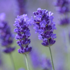 Лаванда вузьколиста Дарк Хідкот Блю | Lavandula angustifolia Dark Hidcote Blue | Лаванда узколистная Дарк Хидкот Блю