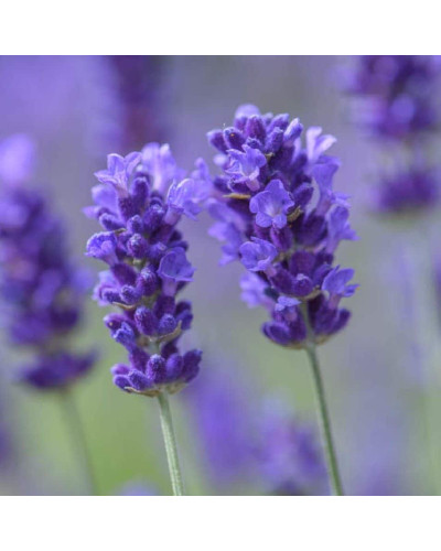 Лаванда вузьколиста Дарк Хідкот Блю | Lavandula angustifolia Dark Hidcote Blue | Лаванда узколистная Дарк Хидкот Блю