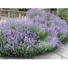 Лаванда вузьколиста Дарк Хідкот Блю | Lavandula angustifolia Dark Hidcote Blue | Лаванда узколистная Дарк Хидкот Блю
