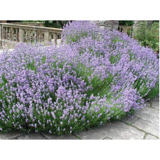 Лаванда вузьколиста Дарк Хідкот Блю | Lavandula angustifolia Dark Hidcote Blue | Лаванда узколистная Дарк Хидкот Блю