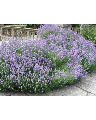 Лаванда вузьколиста Дарк Хідкот Блю | Lavandula angustifolia Dark Hidcote Blue | Лаванда узколистная Дарк Хидкот Блю