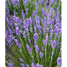 Лаванда вузьколиста Дарк Хідкот Блю | Lavandula angustifolia Dark Hidcote Blue | Лаванда узколистная Дарк Хидкот Блю