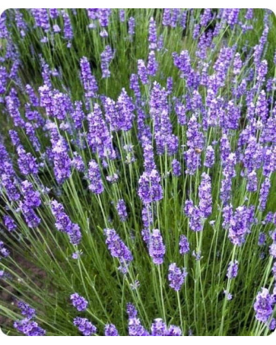 Лаванда вузьколиста Дарк Хідкот Блю | Lavandula angustifolia Dark Hidcote Blue | Лаванда узколистная Дарк Хидкот Блю