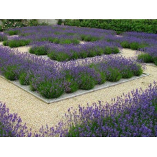 Лаванда вузьколиста Дарк Хідкот Блю | Lavandula angustifolia Dark Hidcote Blue | Лаванда узколистная Дарк Хидкот Блю