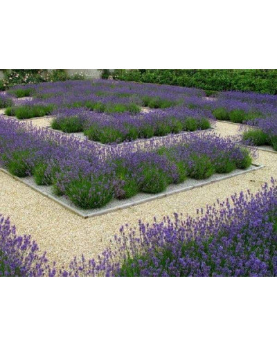 Лаванда вузьколиста Дарк Хідкот Блю | Lavandula angustifolia Dark Hidcote Blue | Лаванда узколистная Дарк Хидкот Блю