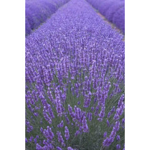 Лаванда вузьколиста | Lavandula angustifolia | Лаванда узколистная