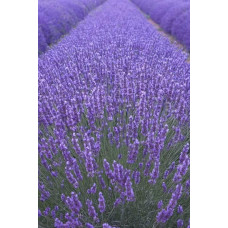 Лаванда вузьколиста | Lavandula angustifolia | Лаванда узколистная