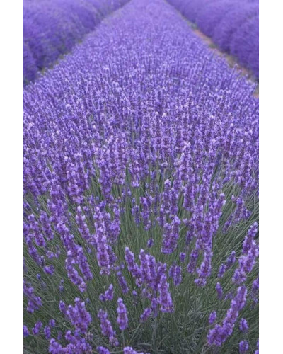 Лаванда вузьколиста | Lavandula angustifolia | Лаванда узколистная