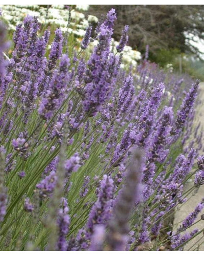 Лаванда вузьколиста | Lavandula angustifolia | Лаванда узколистная