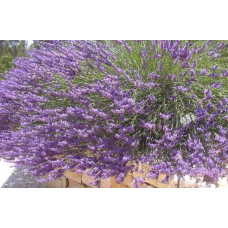 Лаванда вузьколиста | Lavandula angustifolia | Лаванда узколистная