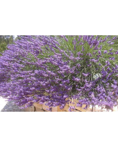 Лаванда вузьколиста | Lavandula angustifolia | Лаванда узколистная