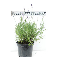 Лаванда вузьколиста | Lavandula angustifolia | Лаванда узколистная